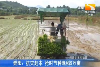 崇阳:抗灾赶本 抢时节种晚稻9万亩