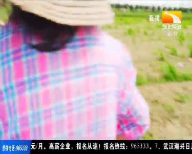 水退人进 乡亲忙栽旱育秧苗