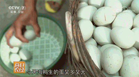 曾被央视“点名”的海鸭蛋，为何里面的油这么多？吃过才知道真相