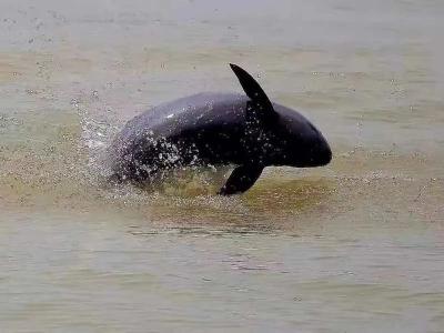 长江流域珍稀水生物种保护取得新进展