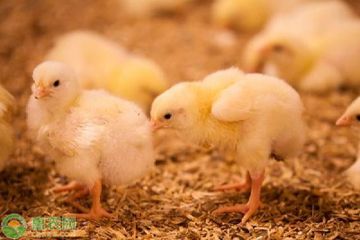 养殖雏鸡应该如何提高存活率？这些方法要谨记！