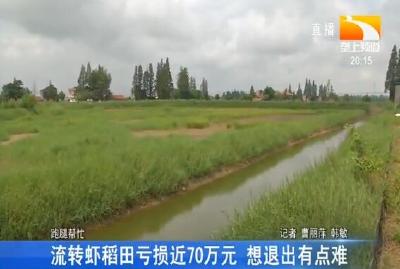 流转虾稻田亏损近70万元 想退出有点难