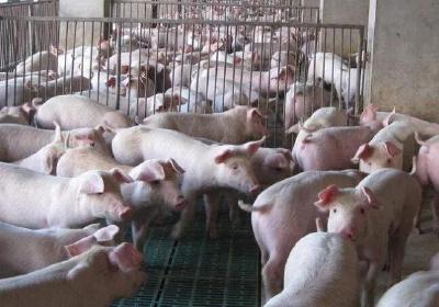 农业农村部：7月份生猪存栏首次实现同比增长，猪肉价格涨势开始减弱