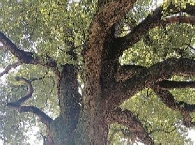 320岁老樟树未得到有效保护 浠水掏钱为253棵古树