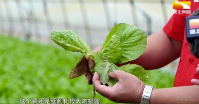 抓住降雨间歇期 农技专家现场指导抗灾复产