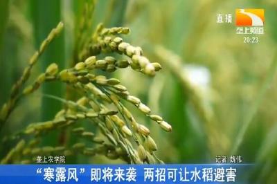 “寒露风”即将来袭 两招可让水稻避害