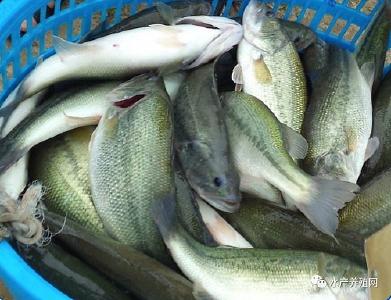 海南破获特大非法捕捞案 查获渔获超10万斤