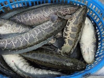 1—4月水产品产量同比增长4.17%