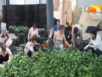 丹江口：品种改良 七万亩柑桔喜迎丰收