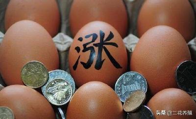 双节将近，鸡蛋价格能否再创新高？蛋价专家来帮您预测未来走势