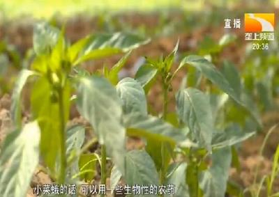 蔬菜育苗遇上“秋老虎” 田间管理要跟上