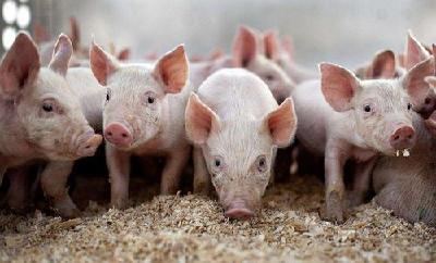 生猪生产恢复较快 四季度供需将缓和