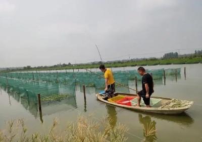 水产养殖“同心协力”，仙桃张沟鳝鱼竞争力日益增强