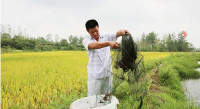 2021年你还想养小龙虾吗？看一看湖北地区2020年虾农的生存状态！