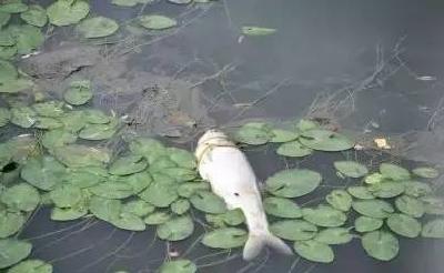 鲢鳙鱼败血症(花白鲢暴发性出血病)的防控方法