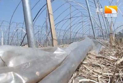 农膜增温保湿防杂草 农业生产少不了