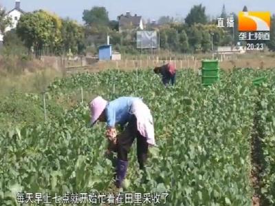 300亩菜心迎上市 订单式采收俏市场