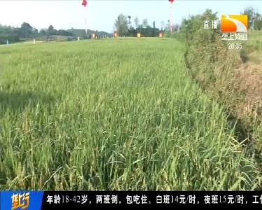 水稻稳产抗性好 乡亲都点赞