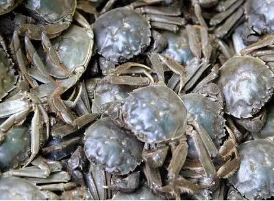 1.7万吨大闸蟹将上市，价格不容乐观，养殖户该怎么办？