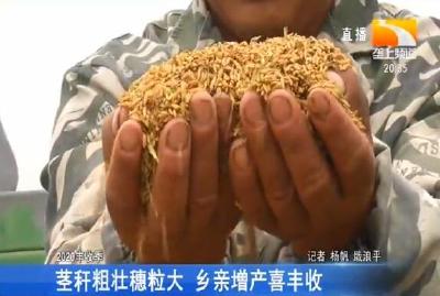 茎秆粗壮穗粒大 乡亲增产喜丰收