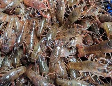 9月之后，小龙虾进入繁殖高峰期，稻虾育苗塘如何管理？