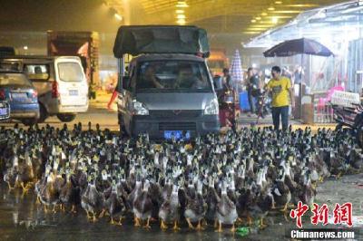 中元节前广西“鸭力”剧增 农贸市场销量翻近3倍