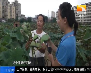 莲蓬大小不一收益变少 记者牵线找专家