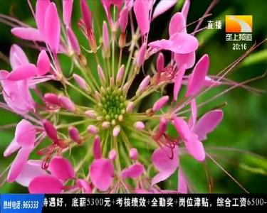 百花争艳 武汉一免费旅游打卡地今日开园