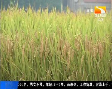 增产又增收 乡亲乐开怀