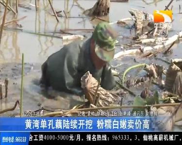 黄湾单孔藕陆续开挖 粉糯白嫩卖价高