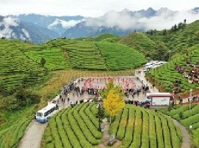 木耳山万亩茶树迎客来 鸟瞰湖北鹤峰最美茶园