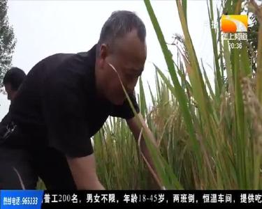 “香稻村”里稻米香 乡亲每亩增收400多元