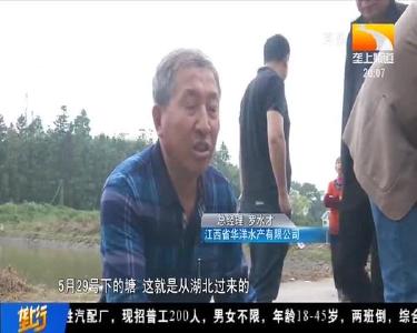 翘嘴鳜“全雌一号”测产成绩喜人 鳜鱼养殖有望实现百日上市