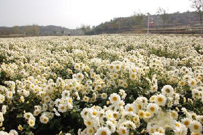 麻城菊花产业冲击50亿元 开发新品将超800余款