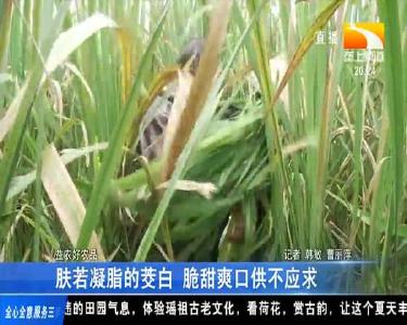 肤若凝脂的茭白 脆甜爽口供不应求