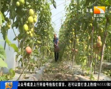 巧种巧卖反季菜 脱贫买车把房盖