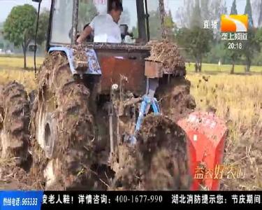 湖北首创油菜播种技术 解决稻油轮作区油菜播种难题