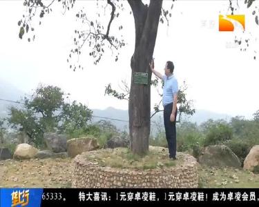 百年老树产优质甜柿 创新深加工玩出新“花样”