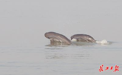 长江江豚拟升为一级保护，国家重点保护野生动物名录拟调整