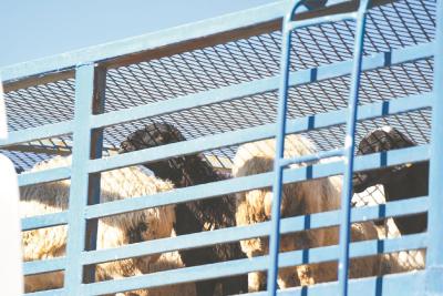 蒙古国“安达”的礼物抵达中国 美羊羊们专供湖北