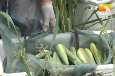 茭虾共生 一亩田得两项收益