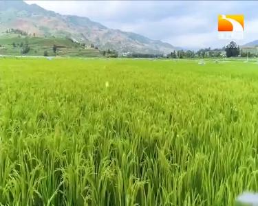 垄上行 2020-10-04