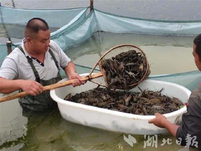 武穴大法寺3万斤澳洲龙虾待销