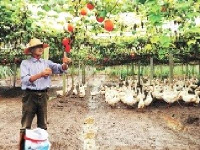 松滋八宝镇吊瓜喜获丰收 瓜农享受“甜蜜经济”