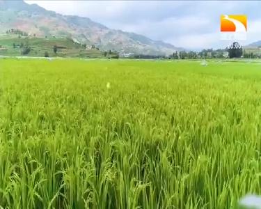 垄上行 2020-10-05