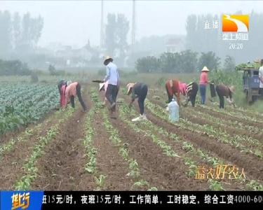 年卖万吨! 蔬菜哥种菜有高招