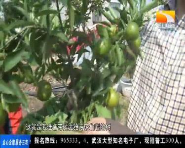 柑桔树盆里栽 四季都能卖