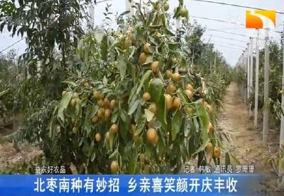 北枣南种有妙招 乡亲喜笑颜开庆丰收