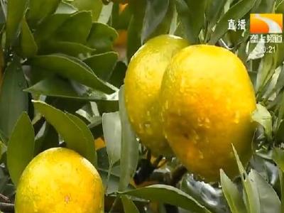 武汉市东西湖600亩柑橘熟了 邀您来采摘