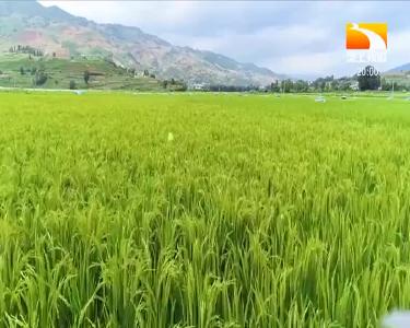 垄上行 2020-10-27